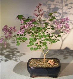 Flowering Dwarf Korean Lilac Bonsai Tree<br><i>(syringa palabiniana)</i>