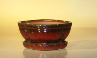 Parisian Red Ceramic Bonsai Pot- Oval<br>Attached Humidity/Drip Tray<br>Professional Series<br>6.37 x 4.75 x 2.625