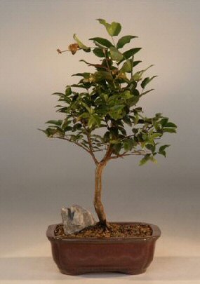 Flowering Jaboticaba Bonsai Tree - Medium <br><i>(eugenia caulifora)</i>