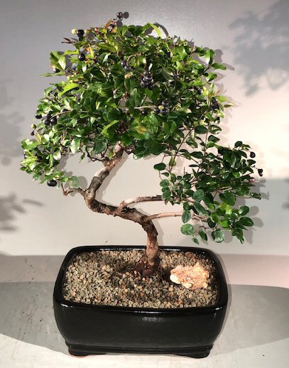 Sweet Plum Curved Trunk Bonsai Tree Large <br><i>(sageretia theezans)</i>