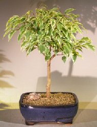 Ficus Breeze Bonsai Tree Large - Variegated<br><i>(ficus benjamina)</i>