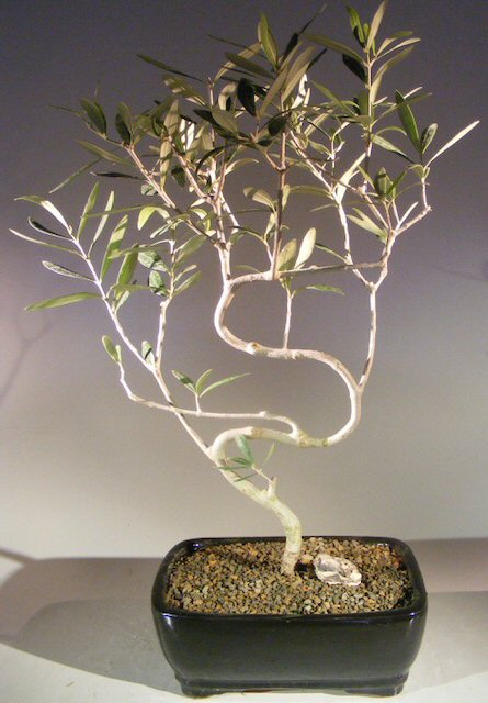 Flowering and Fruiting Arbequina Olive Bonsai Tree <br>S Shaped Trunk<br><i>(arbequina)</i>