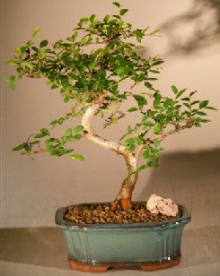 Chinese Elm Bonsai Tree <br><i></i>Trained Curve Trunk Style - Small <br><i></i>(Ulmus Parvifolia)