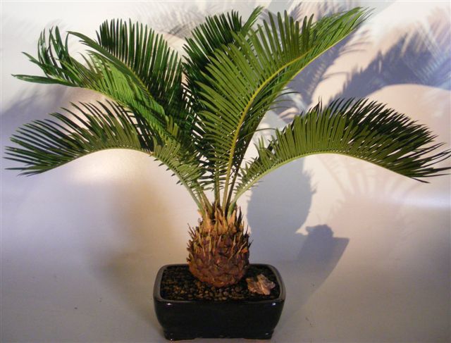 Sago Palm Bonsai Tree&lt;br&gt;&lt;i&gt;(cycas revoluta)&lt;/i&gt;