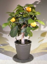 Artificial Lemon Bonsai Tree