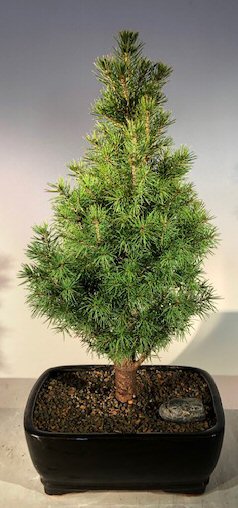 Alberta Spruce Bonsai Tree - With Holiday Bow <br><i>(Picea Glauca Conica)</i>