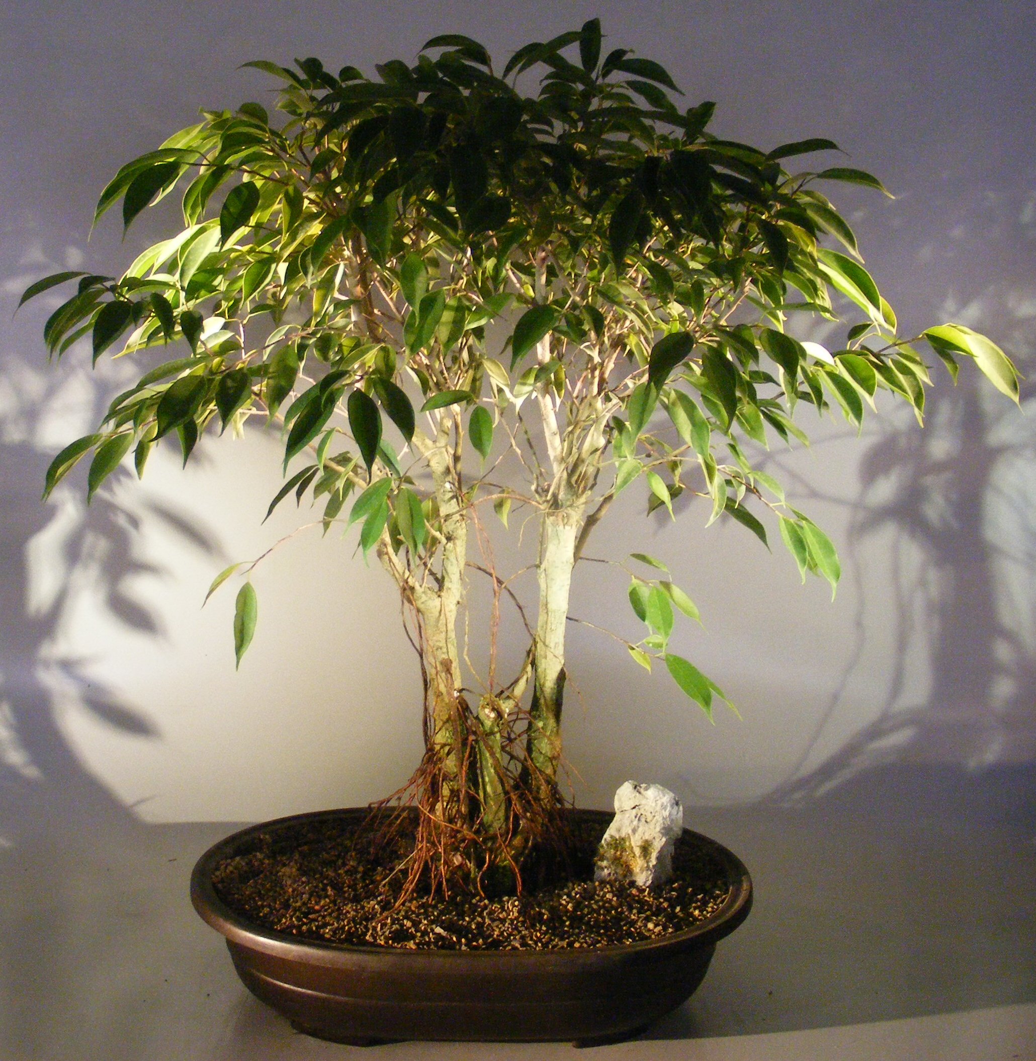 Ficus Midnight Bonsai Tree <br>Exposed Roots Style <br><i>(benjamina 'midnight')</i>