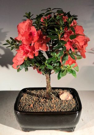 Flowering Tropical Duc De Rohan Azalea Bonsai Tree <br><i>(southern indica)</i>