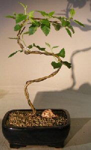 Paper Birch Bonsai Tree<br>Curved S Shape Trunk<br>(betula papyrifera)