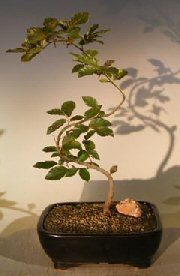 Copper Beech Bonsai Tree<br>Trained S shaped trunk<br><i>(fagus sylvatica 'purpurea')</i>