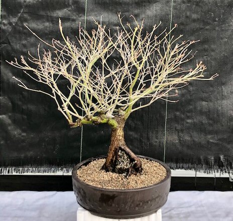 Japanese Maple Bonsai Tree&lt;br&gt;Root Over Rock&lt;br&gt;&lt;i&gt;(acer palmatum)&lt;/i&gt;
