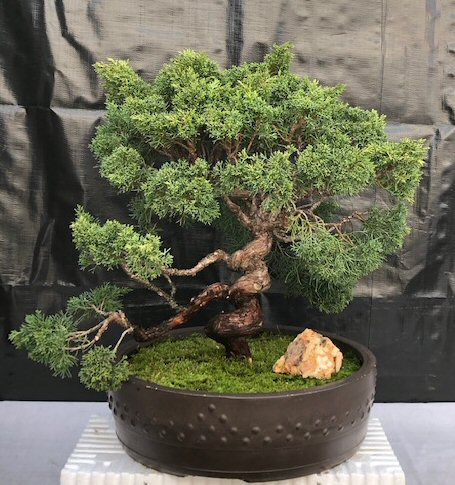 Shimpaku Juniper Bonsai Tree<br>Trained With Coiled Trunk & Coiled Branches<br><i>(juniper chinensis 'shimpaku')</i>
