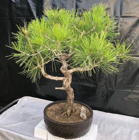 Japanese Black Pine Bonsai Tree<br>Art Shaped Curved Strunk With Tiered Branching<br><i>(pinus thunbergii 'mikawa')</i>