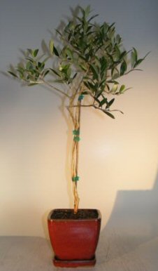 Flowering and Fruiting Arbequina Olive Bonsai Tree - Twist Style <br><i>(arbequina)</i>
