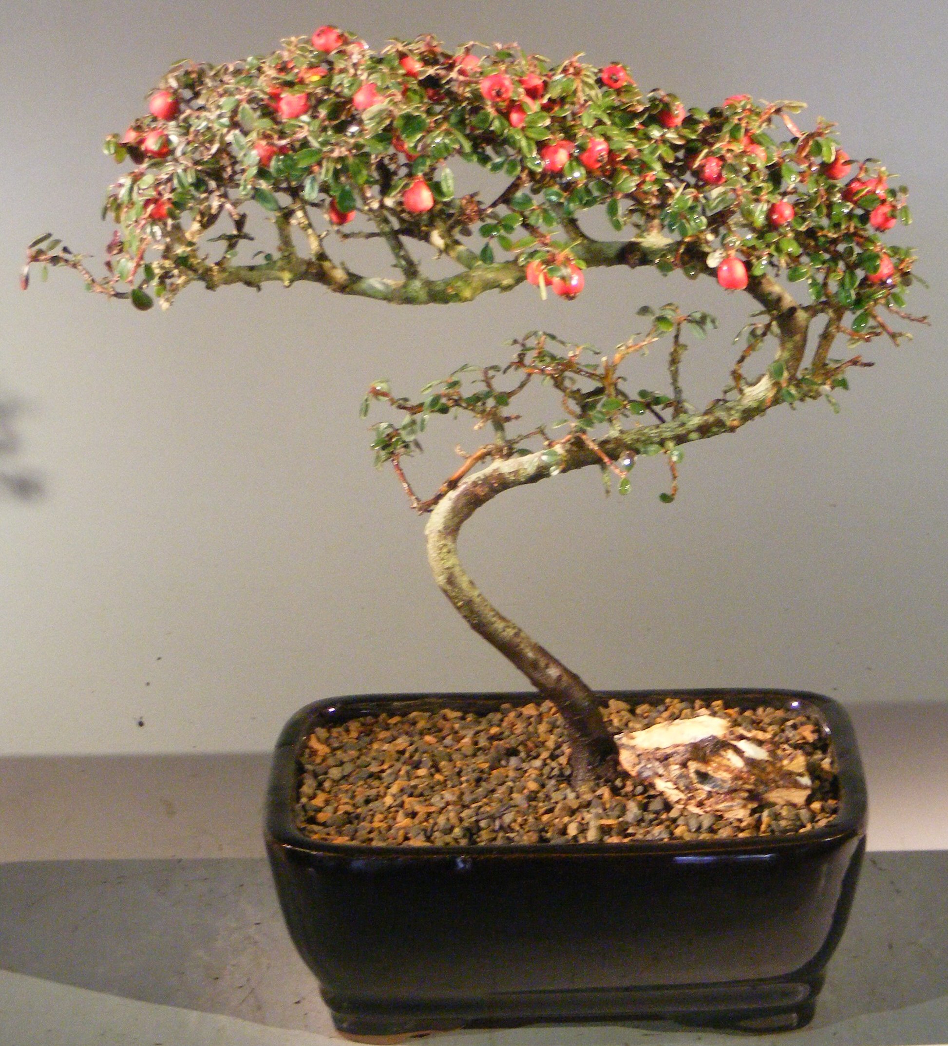 Flowering & Fruiting Evergreen Cotoneaster Bonsai Tree<br>Curved Trunk Style<br><i>(dammeri 'streibs findling')</i>
