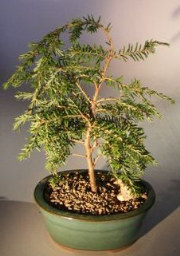 Canadian Hemlock Prostrate Bonsai Tree<br><i>(tsuga canadensis 'coles prostrate')</i>