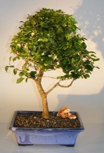 Flowering Ligustrum Bonsai Tree - Large<br><i>Upright Style</i>
