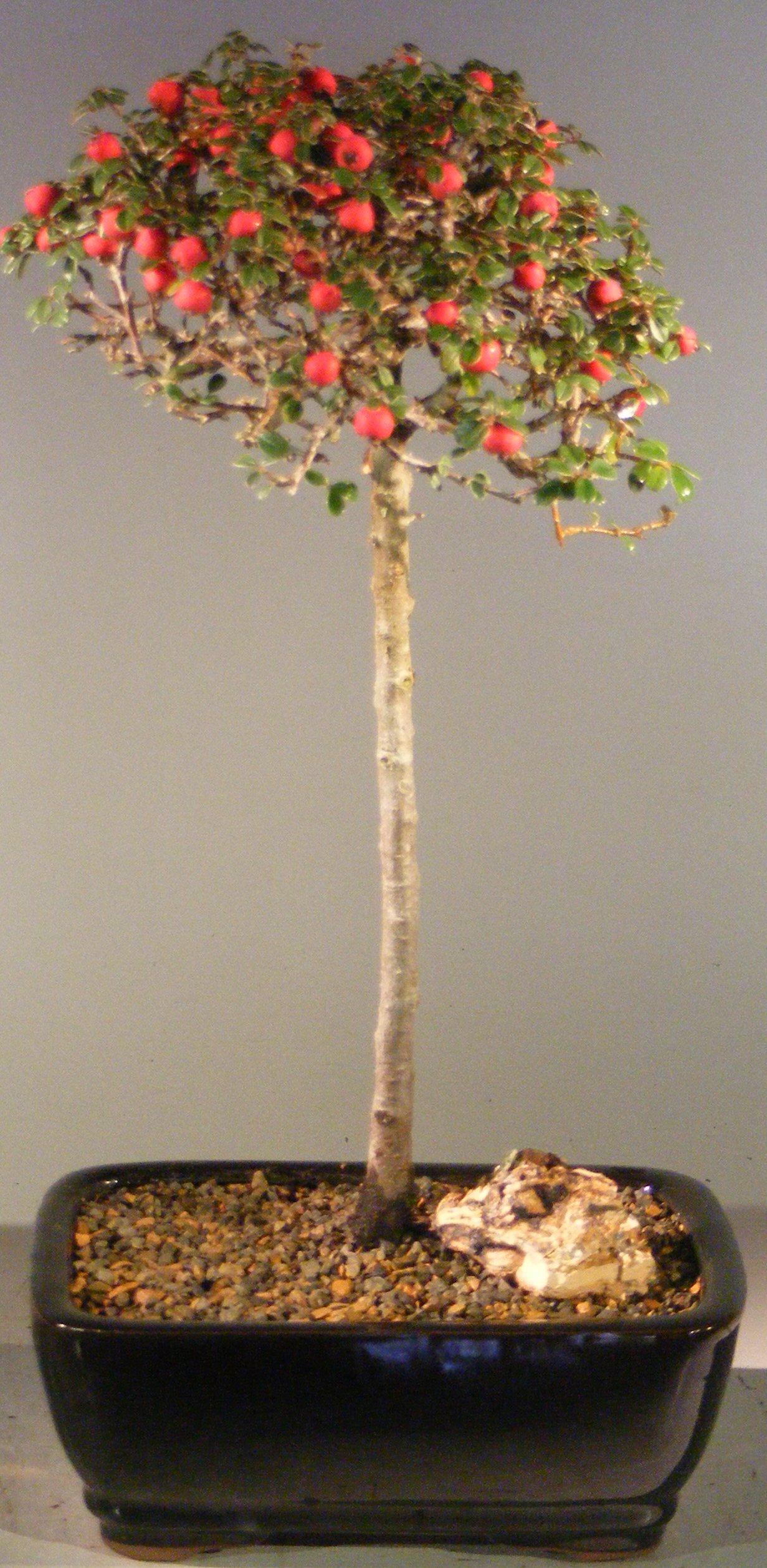 Flowering &amp; Fruiting Evergreen Cotoneaster Bonsai Tree &lt;br&gt;Upright Style&lt;br&gt;&lt;i&gt;(dammeri &#39;streibs findling&#39;)&lt;/i&gt;