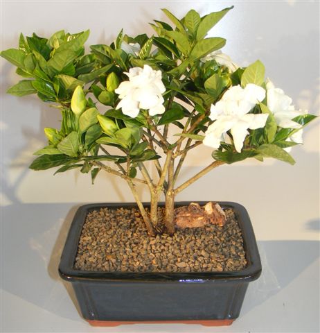 Flowering Gardenia Bonsai Tree - Multi Trunk Style &lt;br&gt;&lt;i&gt;(jasminoides miami supreme)&lt;/i&gt;