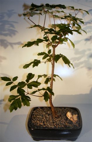 Paperbark Maple Bonsai Tree <br><i>(acer griseum)</i>