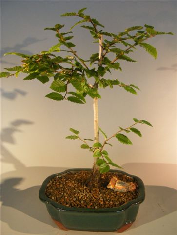 Korean Hornbeam Bonsai Tree <br><i>(carpinus coreana)</i>