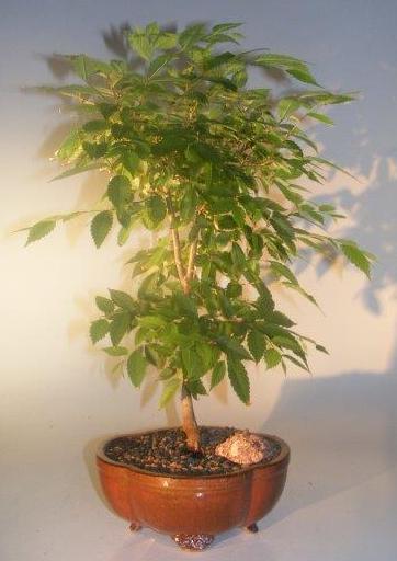 Japanese Zelkova Bonsai Tree<br><i>(Zelkova serrata)</i>