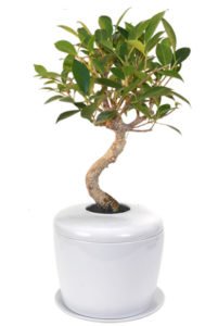 Ficus Retusa Curved Trunk Bonsai Tree &<br> Porcelain Ceramic Cremation Urn<br>with Matching Humidity / Drip Tray