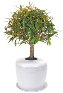 Willow Leaf Ficus Bonsai Tree <i>(ficus nerifolia/salisafolia)</i><br> and Porcelain Ceramic Cremation Urn<br>with Matching Humidity / Drip Tray