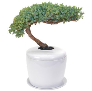 Traditional Windswept Juniper Bonsai Tree <i>(juniper procumbens nana)</i><br> and Porcelain Ceramic Cremation Urn<br>with Matching Humidity / Drip Tray