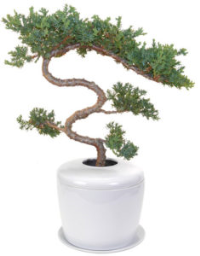 Trained & Tiered Juniper Tree <i>(juniper procumbens nana)</i><br> and Porcelain Ceramic Cremation Urn<br>with Matching Humidity / Drip Tray