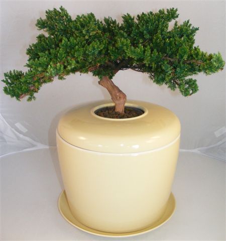 Monterey Juniper Preserved Bonsai Tree <i>(Not a Living Tree)</i><br> and Porcelain Ceramic Cremation Urn<br>with Matching Humidity / Drip Tray