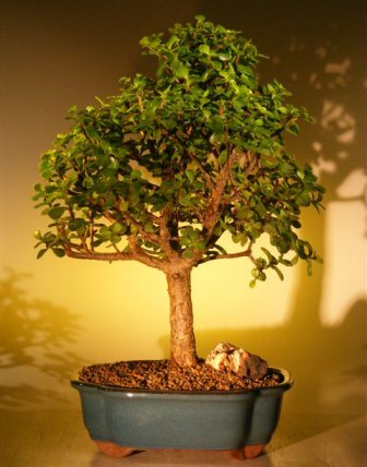 Baby Jade Bonsai Tree - Extra Large <br><i>(Portulacaria Afra)</i>