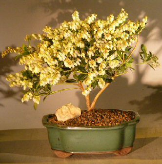 Flowering Andromeda Bonsai Tree - Large&lt;br&gt;&lt;i&gt;(pieris japonica variegata)&lt;/i&gt;