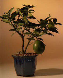 Flowering Lemon Bonsai Tree &lt;br&gt;&lt;i&gt;(meyer lemon)&lt;/i&gt;