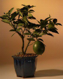 Flowering Lemon Bonsai Tree <br><i>(meyer lemon)</i>