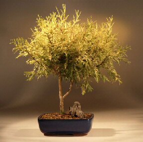 Gold Thread Cypress - Large &lt;br&gt;&lt;i&gt;(chamaecyparis pisifera &#39;filifera aurea&#39; nana)&lt;/i&gt;