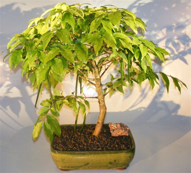 Flowering Water Jasmine Bonsai Tree - Large <br><i>(wrightia religiosa)</i>