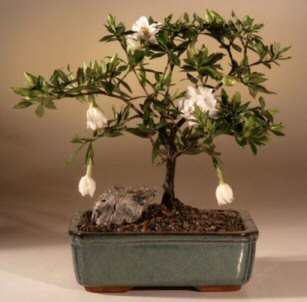 Flowering Gardenia Bonsai Tree - Medium <br><i>(gardenia jasminoides)</i>