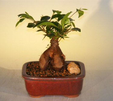 Ginseng Ficus Bonsai Tree - Small<br><i>(Ficus Retusa)</i>