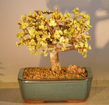 Baby Jade  Bonsai Tree - Large<br>Aged and Variegated<br><i> (portulacaria afra variegata)</i>