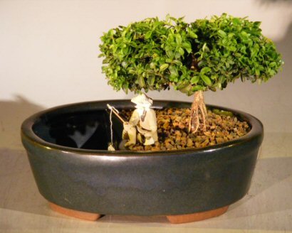 Japanese Kingsville Boxwood Bonsai Tree &lt;br&gt;Land/Water Pot  - Medium &lt;br&gt;&lt;i&gt;(buxus microphylla compacta)&lt;/i&gt;