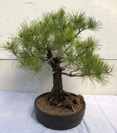Eastern White Pine Bonsai Tree<br><i>(pinus strobus 'elf')</i>