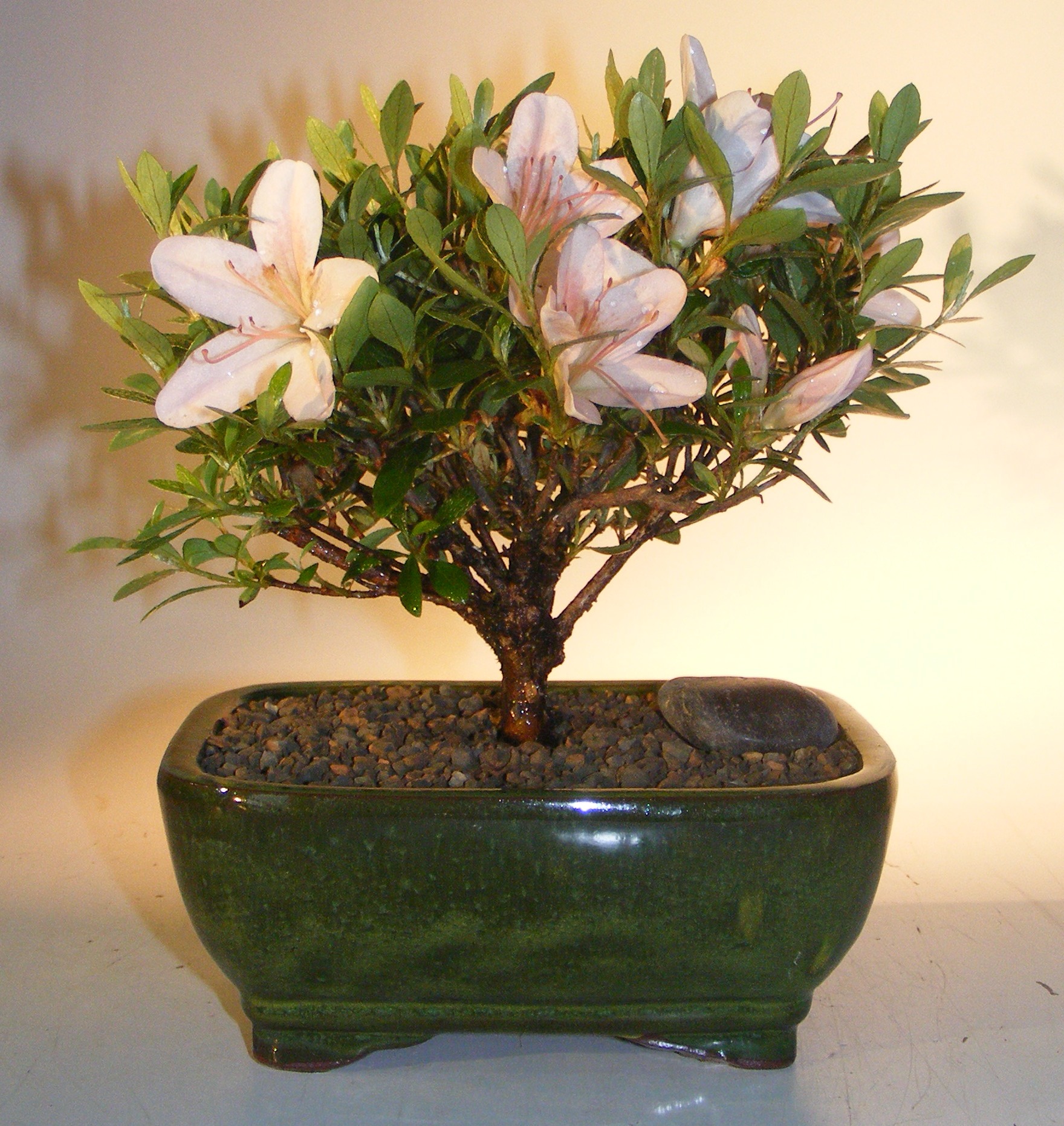 Flowering Azalea Bonsai Tree<br><i>(Rhododendron 'obtusum')</i>
