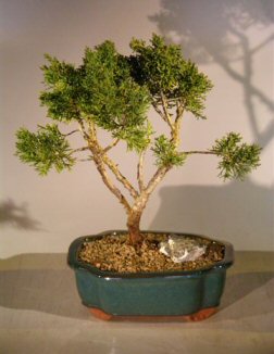 Shimpaku Bonsai Tree - Large <br><i>(shimpaku itoigawa)</i>