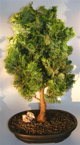 Dwarf Hinoki Cypress Bonsai Tree&lt;br&gt;&lt;i&gt;(chamecyparis gracillis) &lt;/i&gt;