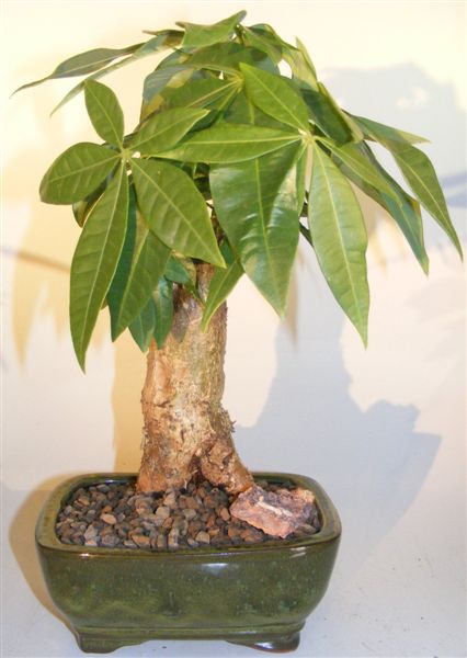 Money Bonsai Tree - Thick Trunk Style <br><i>(Pachira Aquatica)</i>