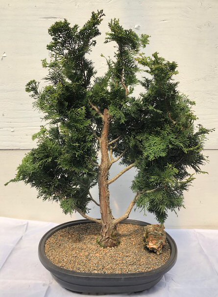Dwarf Hinoki Cypress Bonsai Tree<br><i>(chamecyparis gracillis) </i>
