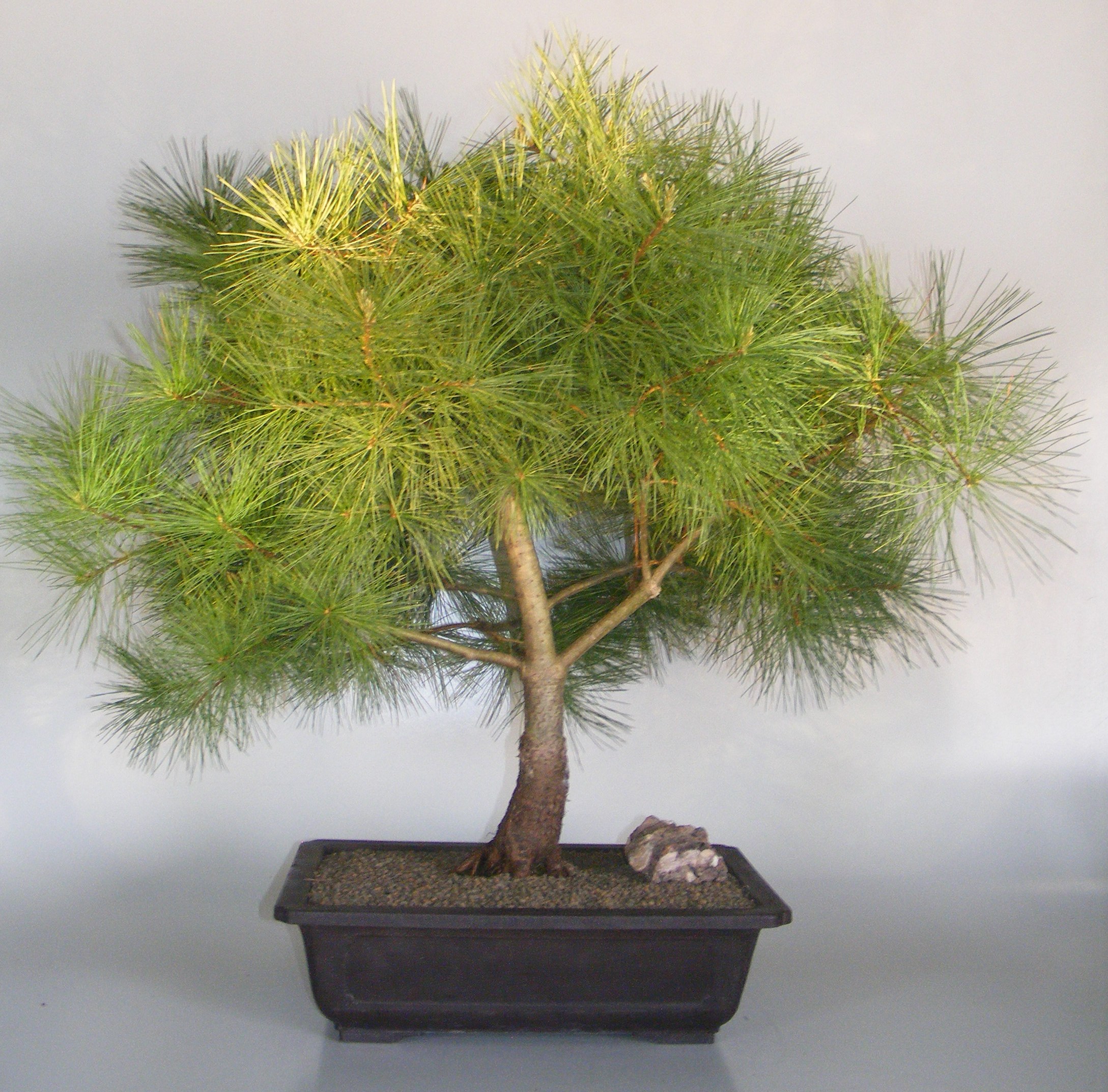 Japanese White Pine Bonsai Tree&lt;br&gt;&lt;i&gt;(pinus parviflora)&lt;/i&gt;