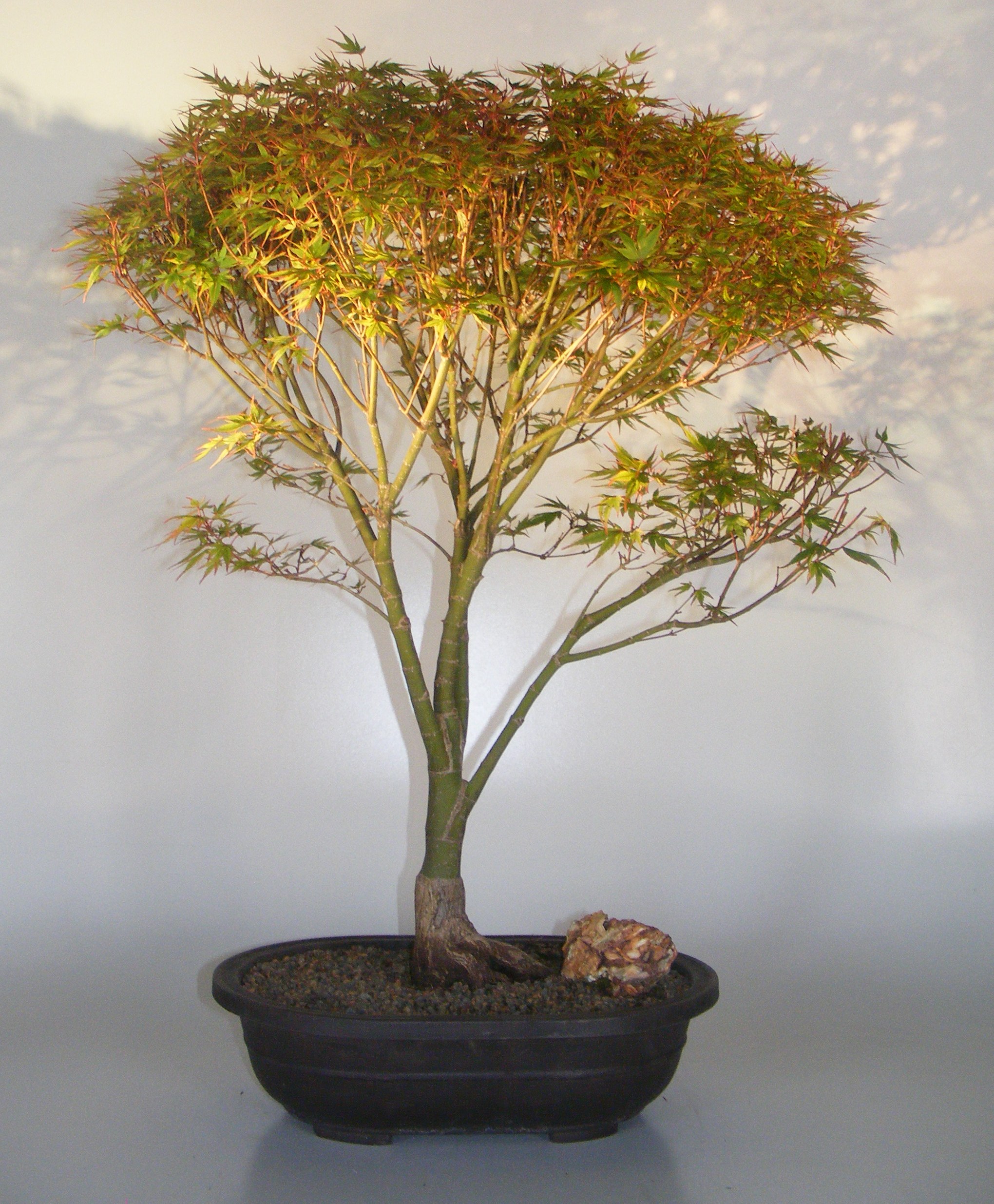 Dwarf Japanese Maple&lt;br&gt;(acer palmatum kiyo hime)