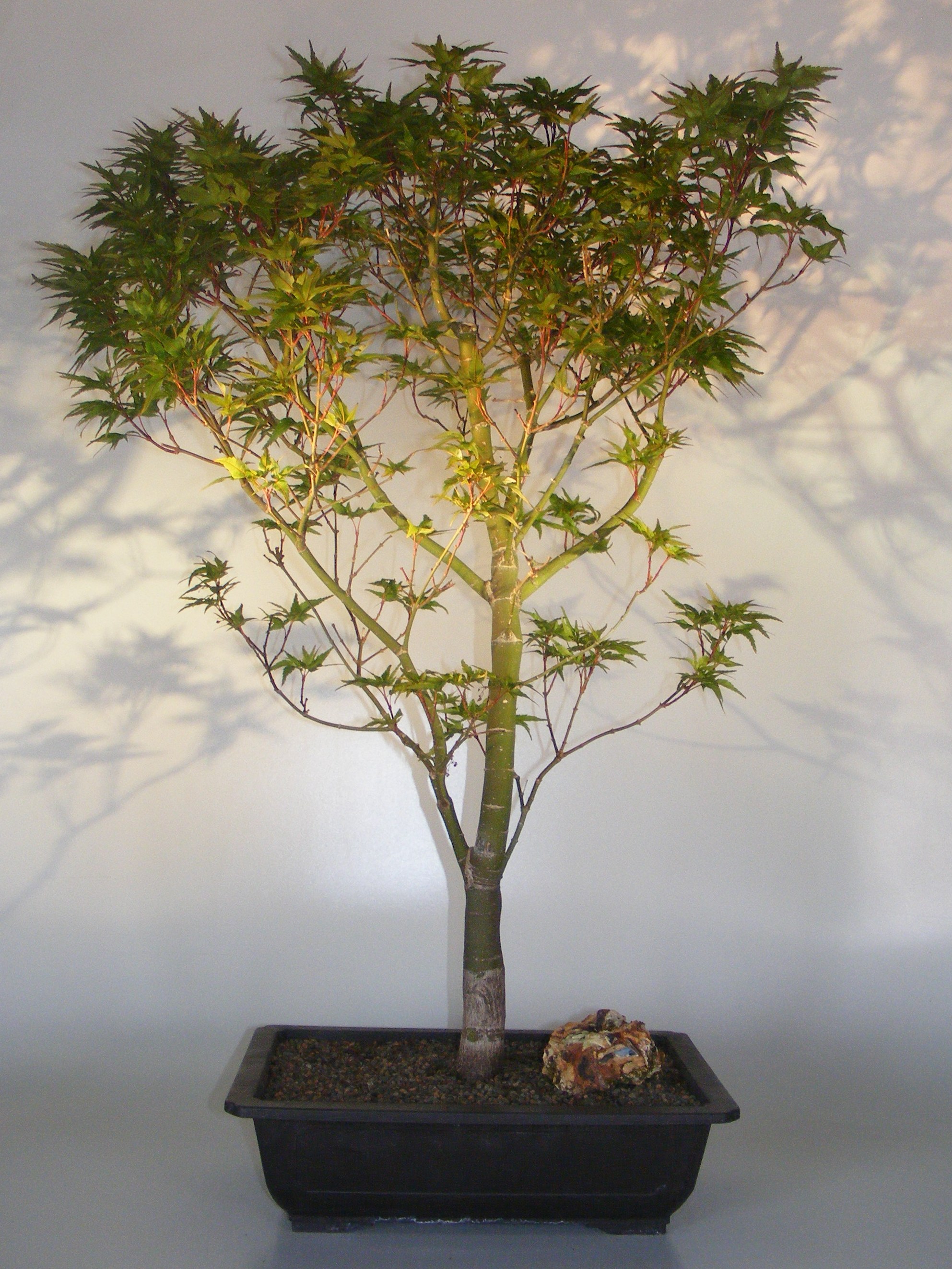 Dwarf Japanese Maple Bonsai Tree<br><i>(acer palmatum 'Taro yama')</i>